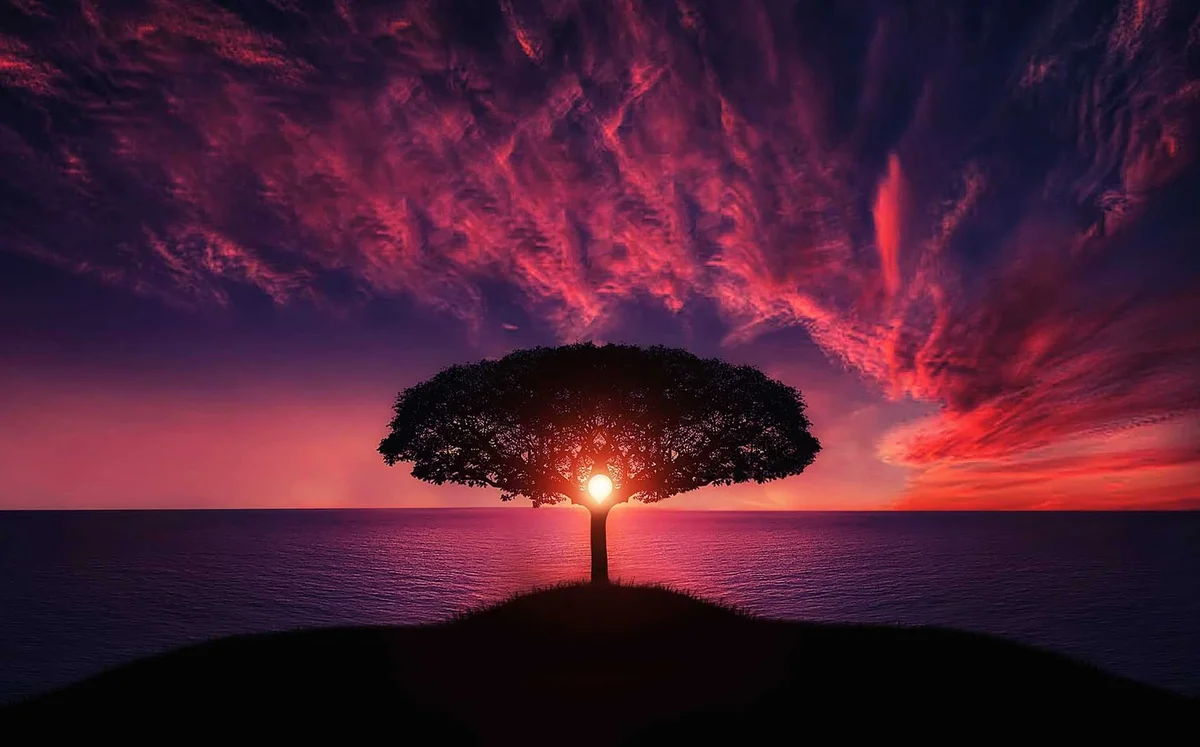 Tree facing the see on a sunset